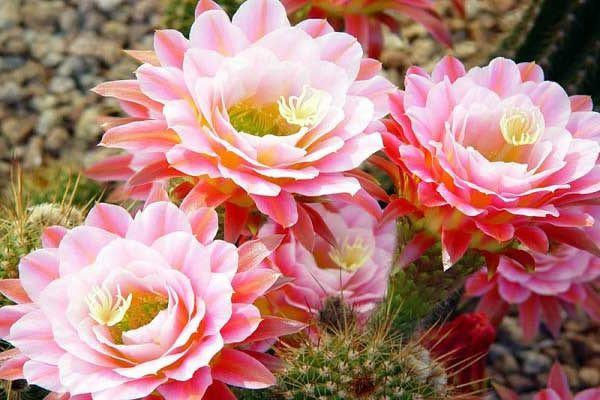 5 loại hoa nở đẹp lại dễ trồng, để trong bóng râm lâu ngày vẫn phát triển tốt - 1 - kythuatcanhtac.com