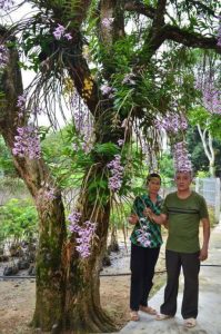 Vườn lan 'huyền thoại' có một không hai ở Tuyên Quang - kythuatcanhtac.com