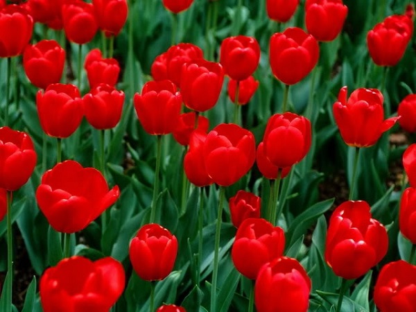 Ý nghĩa hoa Tulip vàng, đỏ, trắng, hồng, tím trong tình yêu và đời sống - 3 - kythuatcanhtac.com