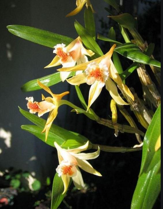 Hoa lan nhất điểm hoàng - Nguồn gốc, đặc điểm, cách trồng và chăm sóc hoa lan nhất điểm hoàng 13 - kythuatcanhtac.com