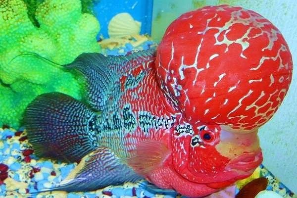 Cá La Hán: Nguồn gốc, đặc điểm, các loại đẹp và cách nuôi - 5 - kythuatcanhtac.com