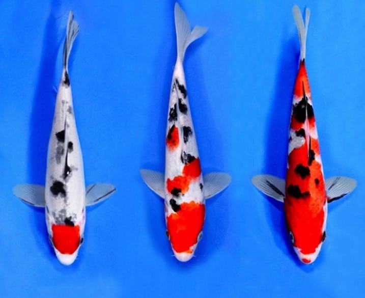 Cá chép koi - Những loại cá chép koi được ưa chuộng 25 - kythuatcanhtac.com