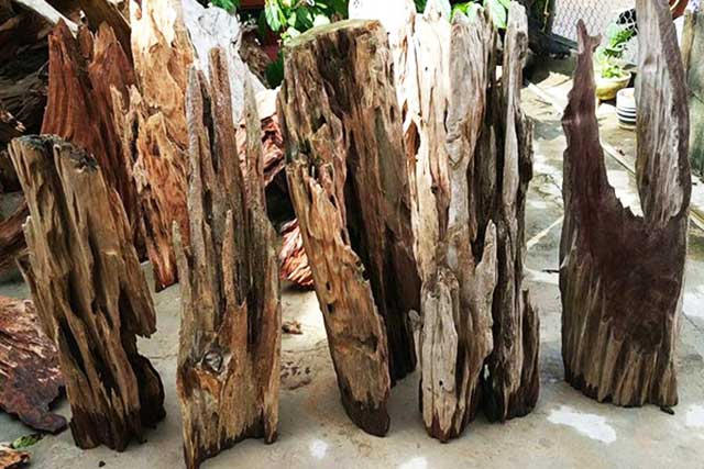 Loại gỗ dùng để trồng lan hồ điệp - kythuatcanhtac.com
