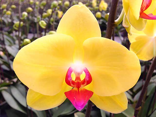 Bông hoa lan hồ điệp vàng - kythuatcanhtac.com