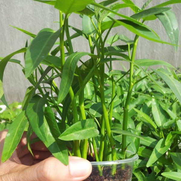 Qua Tết âm trở lại làm vườn, mẹ đảm trồng ngay 6 loại rau này sẽ lớn nhanh như thổi - 1 - kythuatcanhtac.com