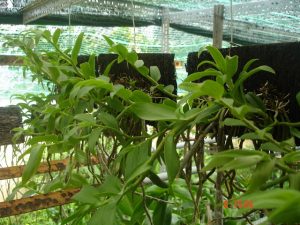 Giới thiệu một số giá thể trồng lan Hoàng Thảo - Dớn - kythuatcanhtac.com