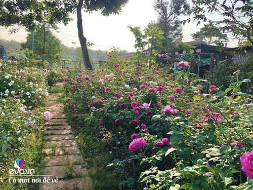 Mẹ Vũng Tàu dựng nhà gỗ 15m2 làm chốn lui về, trồng 50 khóm hồng bao quanh như thiên đường - 18 - kythuatcanhtac.com