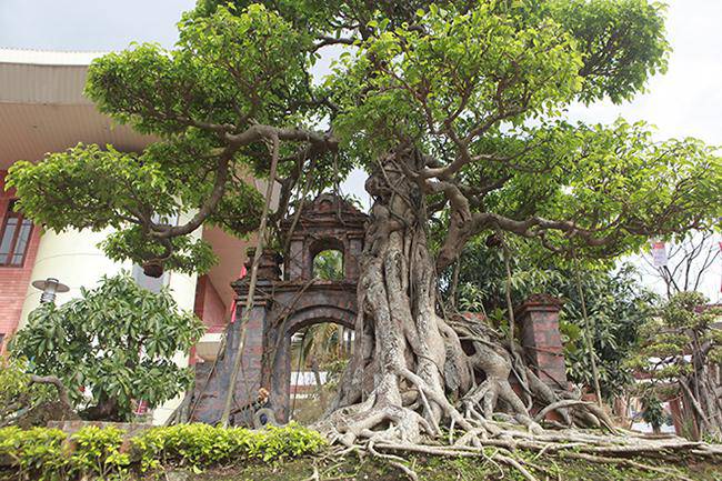 Mãn nhãn cây sanh “hồn quê đất Việt”, khách trả 6 tỷ chủ nhân chưa bán - 5 - kythuatcanhtac.com