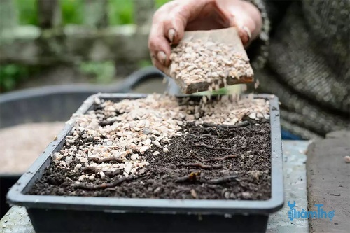 Cách nhân giống cây trồng bằng phương pháp giâm rễ - kythuatcanhtac.com