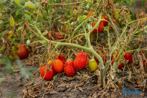 Cây cà chua bị bệnh cháy lá - kythuatcanhtac.com