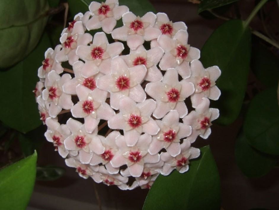 Hoa lan cẩm cù - Nguồn gốc, đặc điểm, cách trồng và chăm sóc hoa lan cẩm cù 23 - kythuatcanhtac.com