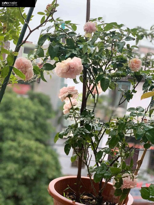 Ngôi nhà ngát hương từ 200 chậu hoa hồng của mẹ đảm Hưng Yên - 4 - kythuatcanhtac.com