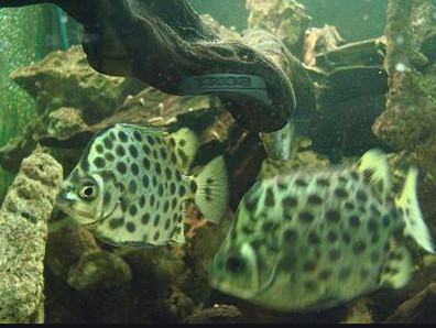Cá nâu - Đặc điểm sinh thái của cá nâu 4 - kythuatcanhtac.com