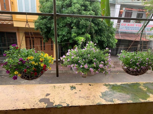 Ngẩn ngơ ngắm ngôi nhà phủ kín hoa dạ yến thảo của mẹ đảm Hưng Yên - 6 - kythuatcanhtac.com