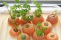Cách trồng cà rốt từ củ - kythuatcanhtac.com