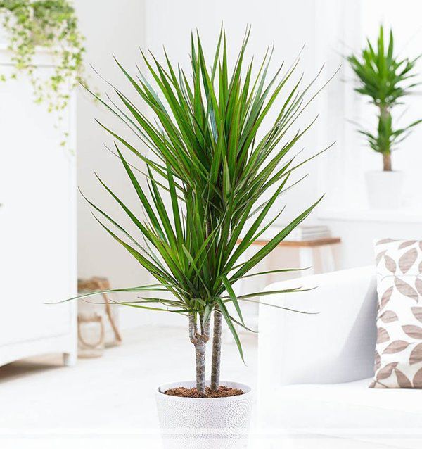 9 loại cây thanh lọc không khí trong nhà tốt nhất mà lại rất dễ trồng - 9 - kythuatcanhtac.com
