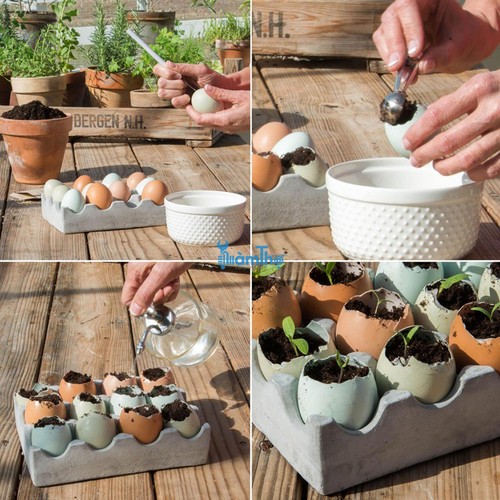Cách gieo hạt trồng cây con trong vỏ trứng - kythuatcanhtac.com