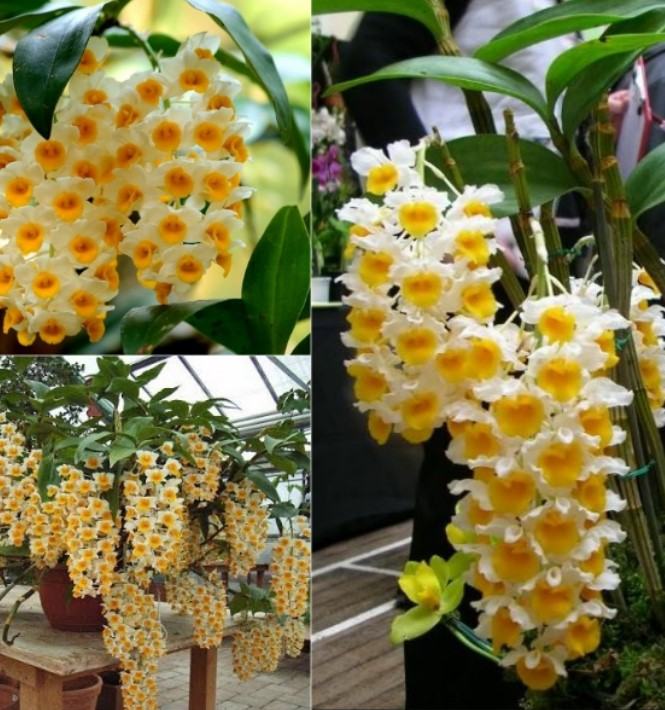 Hoa lan kiều- Cách trồng và chăm sóc hoa lan kiều đạt hiệu quả cao 15 - kythuatcanhtac.com