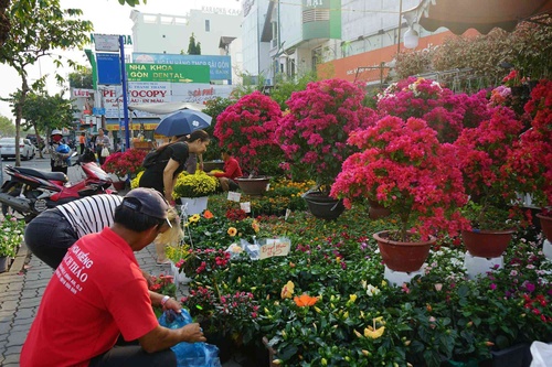 Những loại hoa Tết người Sài Gòn thường mua để mang lại tài lộc, may mắn cả năm - 6 - kythuatcanhtac.com