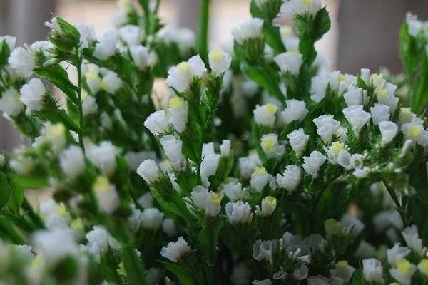 Hoa Salem - Đặc điểm, nguồn gốc, ý nghĩa và cách trồng - 3 - kythuatcanhtac.com