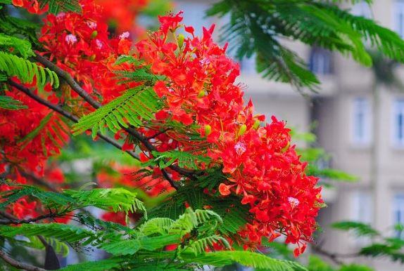 Loài hoa Phượng đỏ - Loài hoa của tuổi học trò đầy mộng mơ và trong sáng - kythuatcanhtac.com