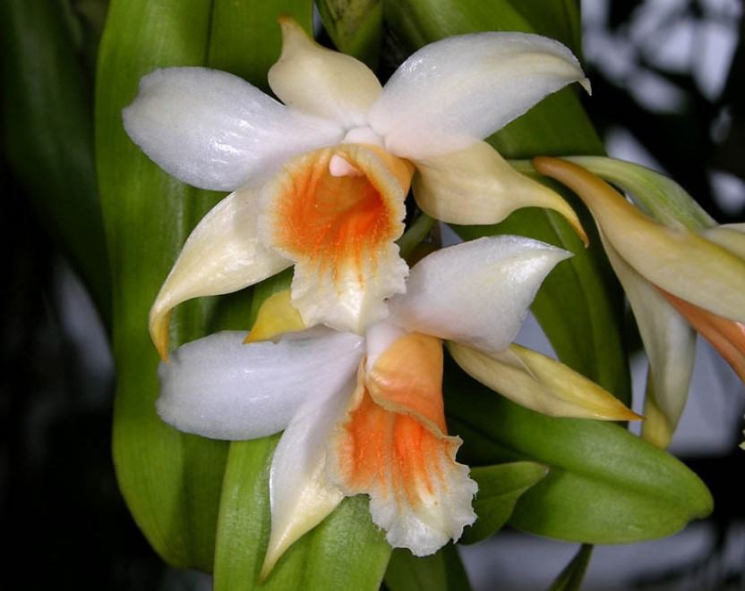 Hoa lan nhất điểm hoàng - Nguồn gốc, đặc điểm, cách trồng và chăm sóc hoa lan nhất điểm hoàng 14 - kythuatcanhtac.com