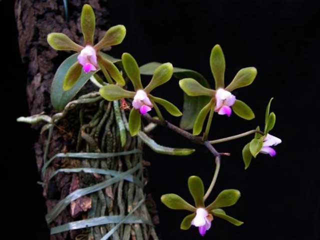 Lan hồ điệp rừng Phalaenopsis braceana (Hook. f), Christenson - kythuatcanhtac.com