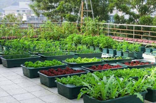Kinh nghiệm trồng rau hữu cơ - kythuatcanhtac.com
