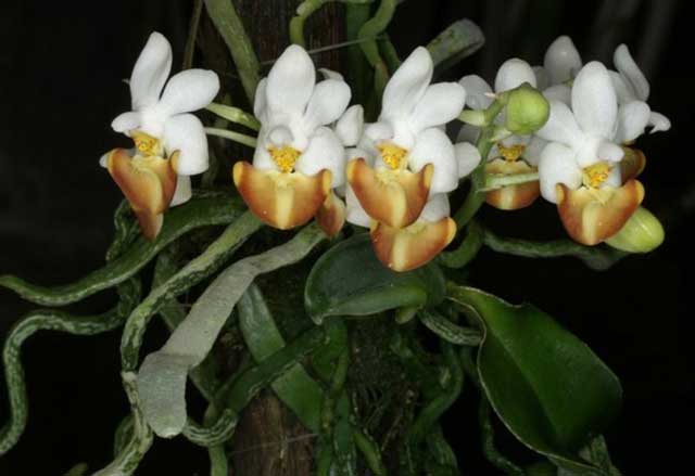 Lan hồ điệp rừng Phalaenopsis lobbii Rchob. F - kythuatcanhtac.com