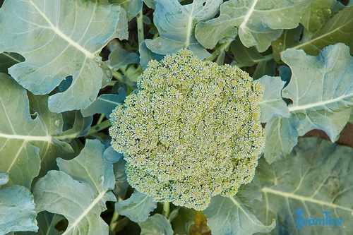 Bông cải xanh phát triển tốt nhất trong thời tiết mát mẻ mùa thu - kythuatcanhtac.com