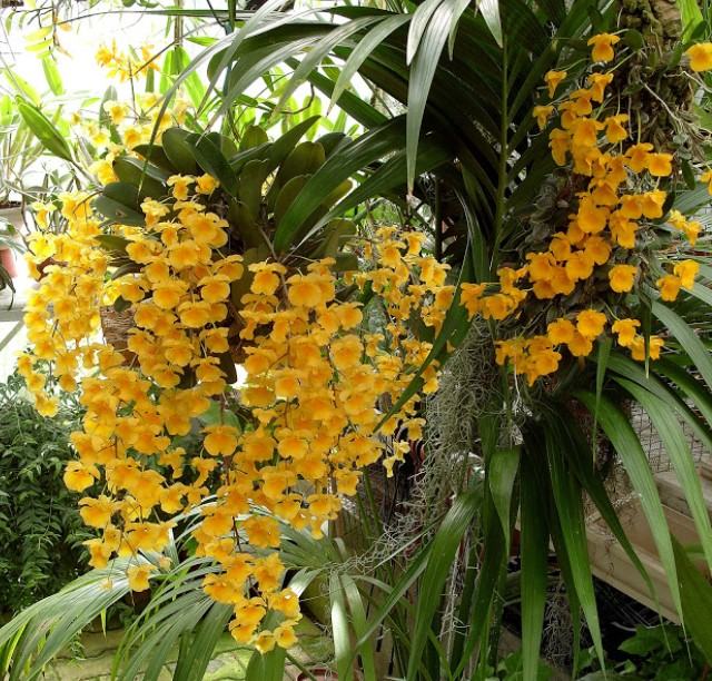 Hoa lan vảy rồng - Nguồn gốc, đặc điểm, cách trồng và chăm sóc hoa lan vảy rồng 26 - kythuatcanhtac.com