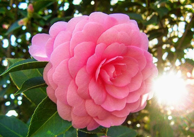 Loại hoa được mệnh danh amp;#34;nữ hoàng các loài hoaamp;#34;, sống dai, nở hoa dày đặc trong 3 tháng - 3 - kythuatcanhtac.com