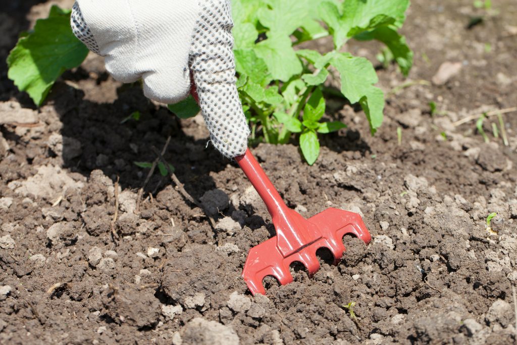 Bước 2: Làm đất và xử lý đất trồng khoai lang - kythuatcanhtac.com