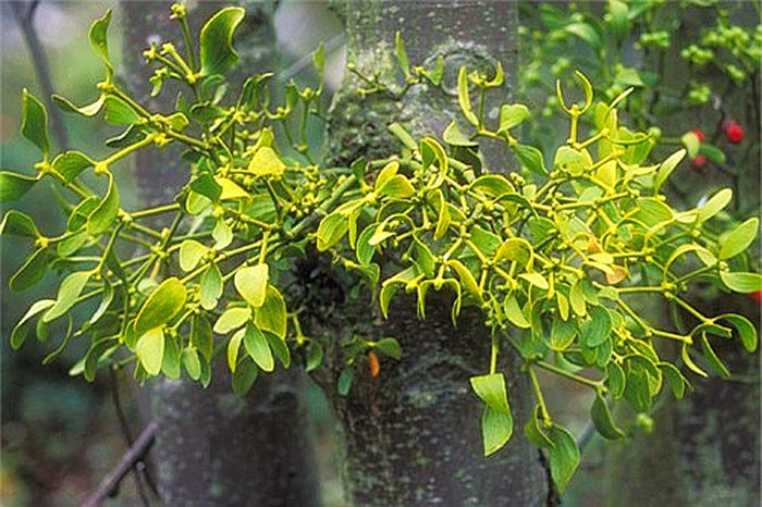 cây tầm gửi có nhiều loài khác nhau  - kythuatcanhtac.com