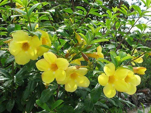 Hoa ban công - Những loại hoa sẽ làm đẹp cho ban công nhà bạn - kythuatcanhtac.com