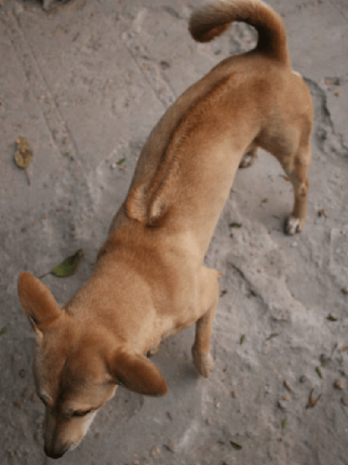 Chó Phú Quốc - Những thông tin cơ bản về loài chó Phú Quốc 13 - kythuatcanhtac.com