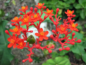 Hoa cây ngô đồng có màu đỏ trông giống như san hô - kythuatcanhtac.com