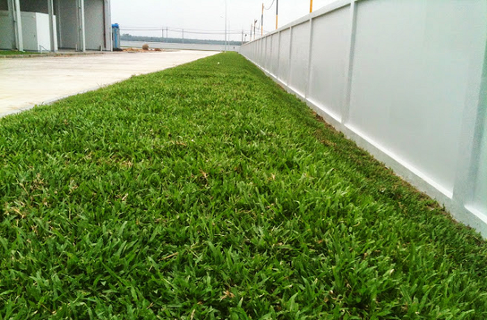 cỏ lá gừng tạo mảng xanh đẹp mắt cho công trình - kythuatcanhtac.com