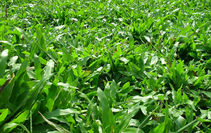 cỏ lá gừng là loại cây xanh công trình được trồng nhiều hiện nay  - kythuatcanhtac.com