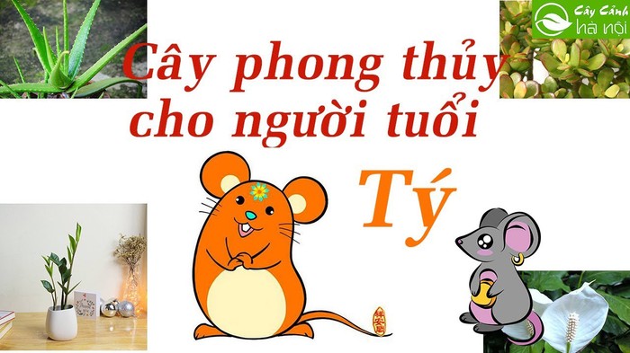 cay-phong-thuy-cho-tuoi-ty - kythuatcanhtac.com