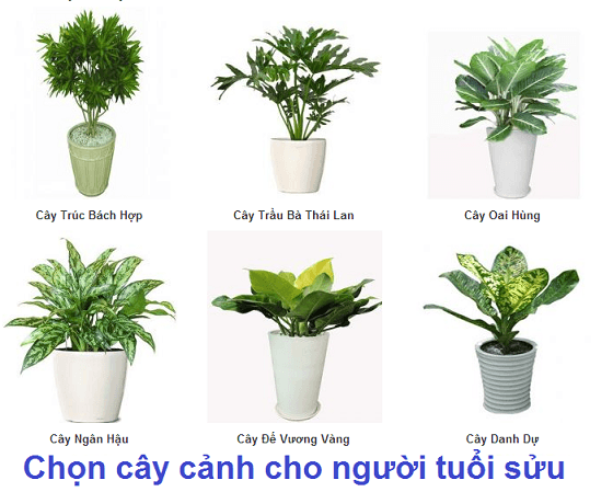 chon-cay-canh-cho-nguoi-tuoi-suu - kythuatcanhtac.com