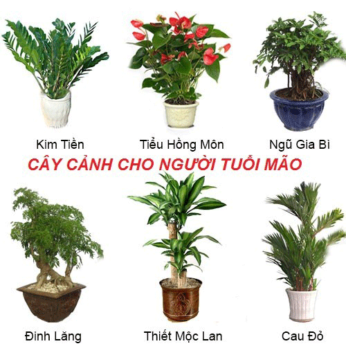 cay-canh-cho-nguoi-tuoi-mao - kythuatcanhtac.com