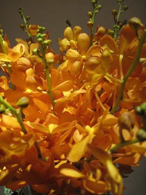 Hoa lan mokara vàng - kythuatcanhtac.com
