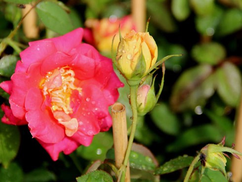 Hoa hồng - kythuatcanhtac.com