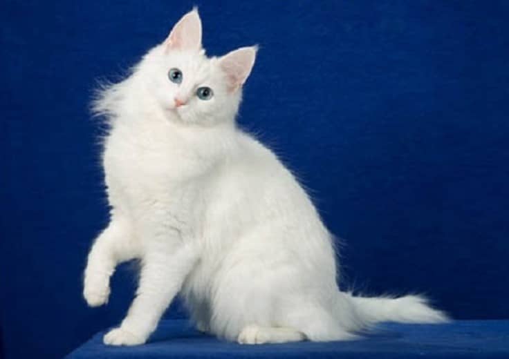 Mèo trắng - Các giống mèo trắng đẹp nhất hiện nay 15 - kythuatcanhtac.com