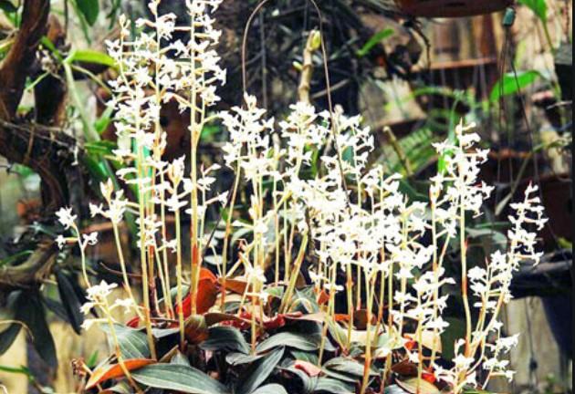 Hoa lan kim tuyến - Loài hoa có vẻ đẹp hút hồn và vô cùng quý hiếm 18 - kythuatcanhtac.com