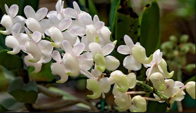 Hoa lan bạch nhạn - Nguồn gốc, đặc điểm, cách trồng và chăm sóc hoa lan bạch nhạn 20 - kythuatcanhtac.com
