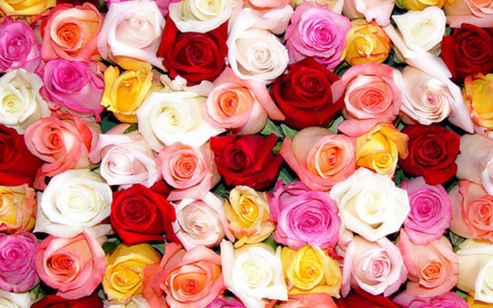 Hoa hồng rực rỡ với nhiều ý nghĩa khác nhau  - kythuatcanhtac.com