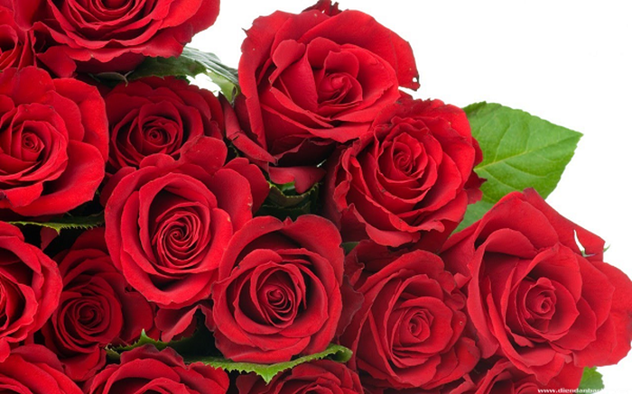 ý nghĩa của hoa hồng đỏ  - kythuatcanhtac.com