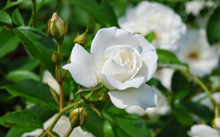 ý nghĩa hoa hồng trắng  - kythuatcanhtac.com